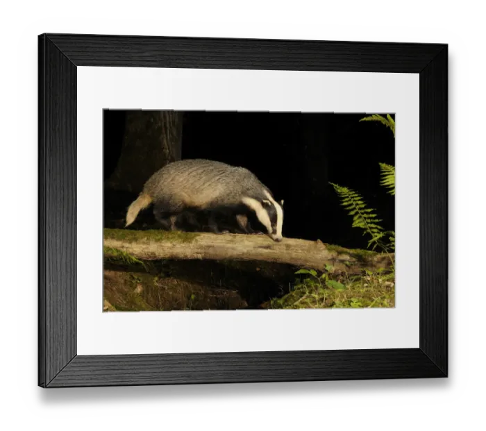 Framed Print : Badger (Meles meles) walking along log at night, Mid Devon, England, September
