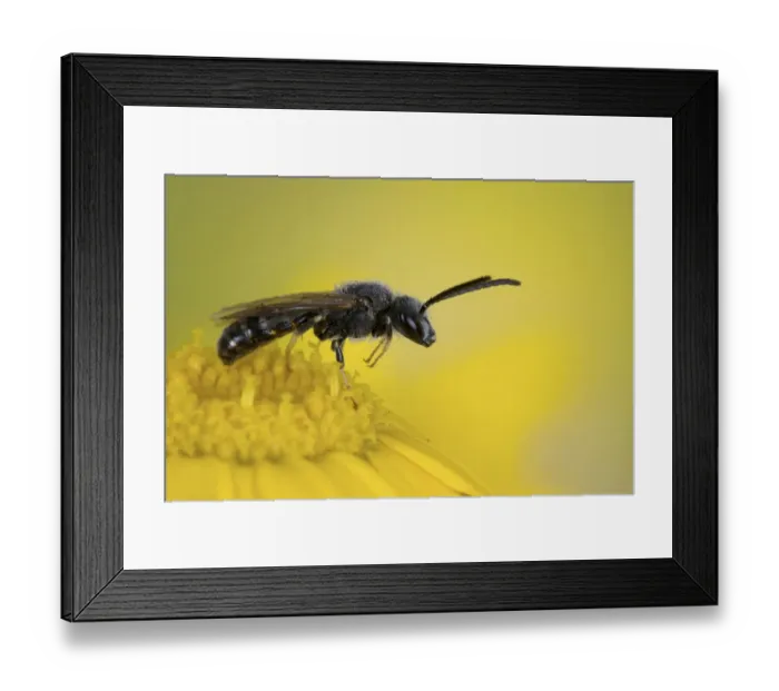 Framed Print : Solitary bee (Panurgus sp) On Corn Marigold, species often associated with yellow flowers Framed Print : Solitary bee (Panurgus sp) On Corn Marigold, species often associated with yellow flowers