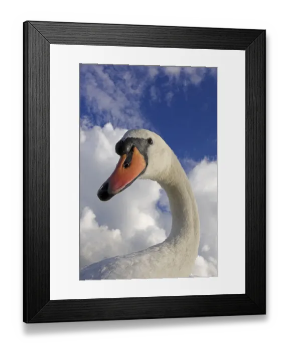 Framed Print : Mute swan (Cygnus olor) portrait, Slimbridge, Gloucestershire, UK, September Framed Print : Mute swan (Cygnus olor) portrait, Slimbridge, Gloucestershire, UK, September