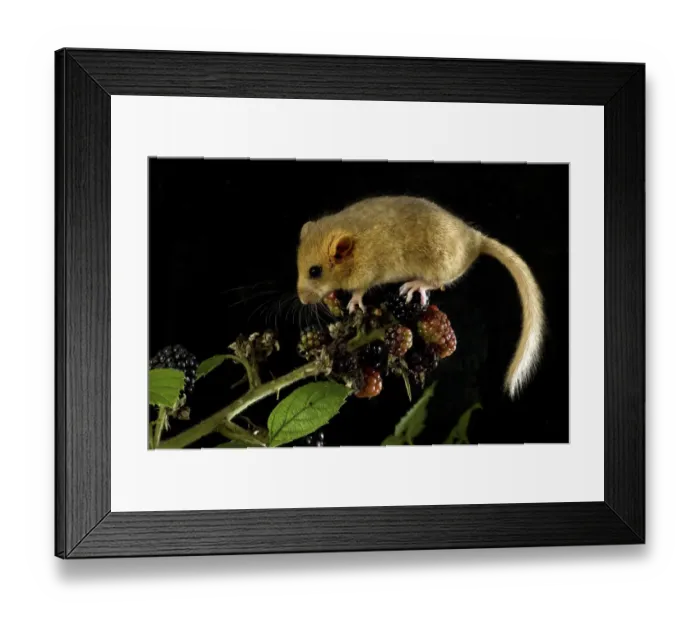 Framed Print : Dormouse (Muscardinus avellanarius) feeding on blackberries. Captive. UK, September Framed Print : Dormouse (Muscardinus avellanarius) feeding on blackberries. Captive. UK, September