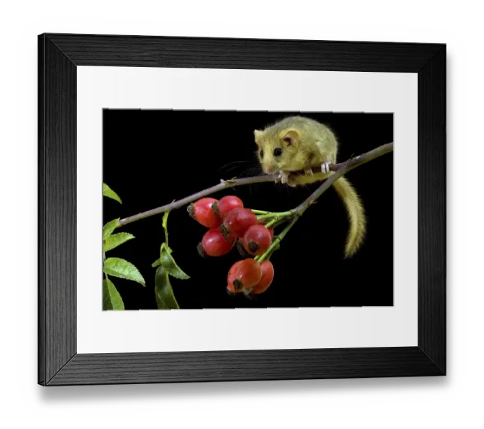 Framed Print : Dormouse (Muscardinus avellanarius) climbing among Dog Rose Haws. Captive. UK, September Framed Print : Dormouse (Muscardinus avellanarius) climbing among Dog Rose Haws. Captive. UK, September