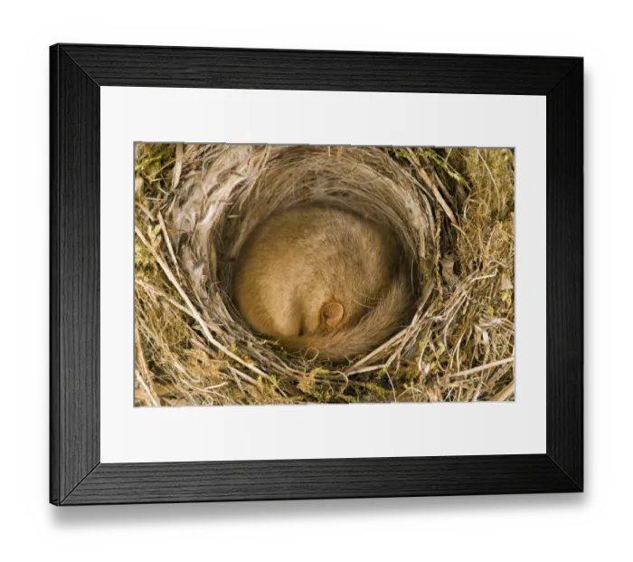 Framed Print : Dormouse (Muscardinus avellanarius) asleep in old Blackcap nest. Captive. UK, September Framed Print : Dormouse (Muscardinus avellanarius) asleep in old Blackcap nest. Captive. UK, September