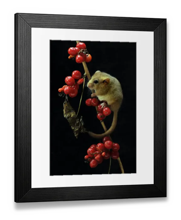 Framed Print : Dormouse (Muscardinus avellanarius) climbing among berries of Black Byrony. Captive Framed Print : Dormouse (Muscardinus avellanarius) climbing among berries of Black Byrony. Captive