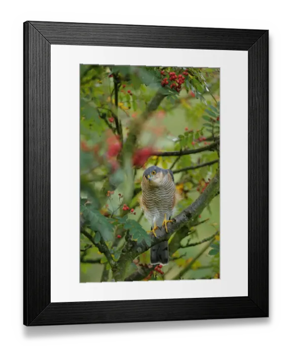 Framed Print : Sparrowhawk (Accipiter nisus) watching for prey from a garden rowan tree. Perthshire Framed Print : Sparrowhawk (Accipiter nisus) watching for prey from a garden rowan tree. Perthshire
