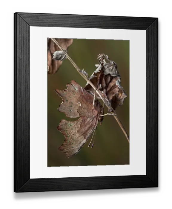 Framed Print : Comma butterfly (Polygonia c-album) camouflaged amongst dead vegetation Framed Print : Comma butterfly (Polygonia c-album) camouflaged amongst dead vegetation