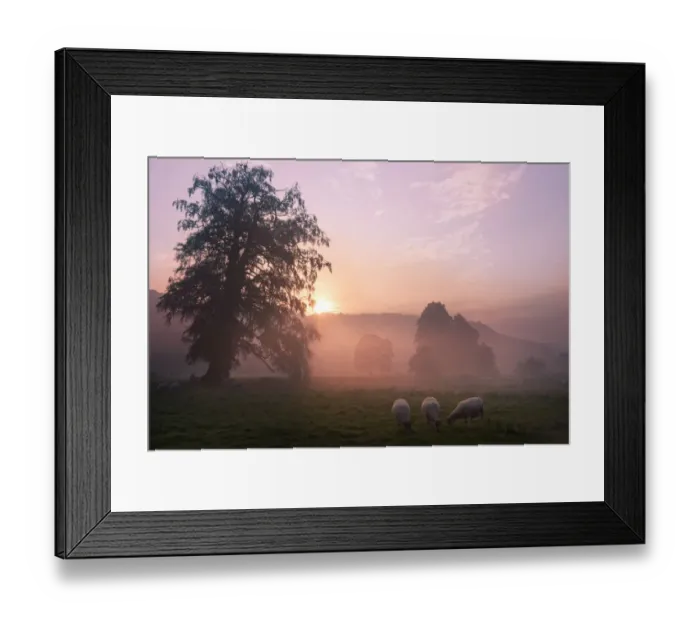 Framed Print : Sunrise over fields with sheep grazing near Cromford, Derbyshire Dales, UK, September 2010 Framed Print : Sunrise over fields with sheep grazing near Cromford, Derbyshire Dales, UK, September 2010