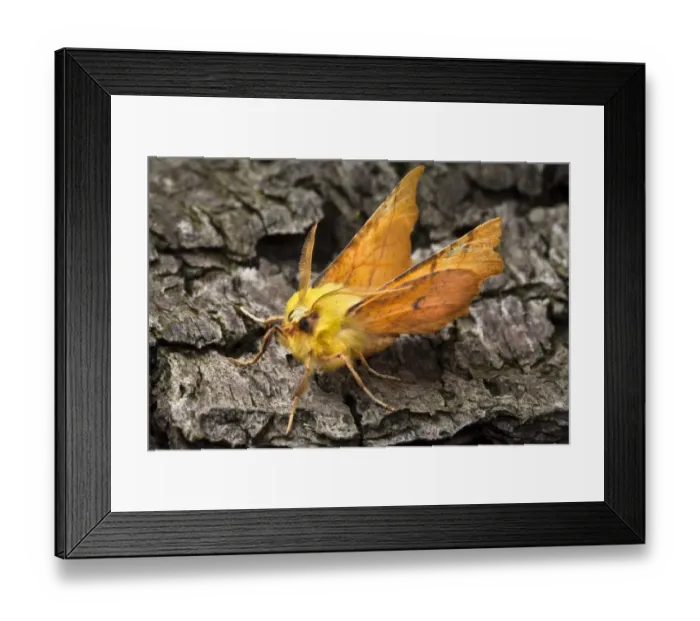 Framed Print : Canary-shouldered thorn moth (Ennomos alniaria) on bark. Peak District National Park Framed Print : Canary-shouldered thorn moth (Ennomos alniaria) on bark. Peak District National Park