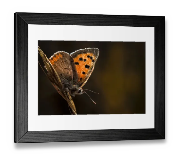 Framed Print : Small copper butterfly (Lycaena philaeas). Peak District NP, Derbyshire, UK, September Framed Print : Small copper butterfly (Lycaena philaeas). Peak District NP, Derbyshire, UK, September