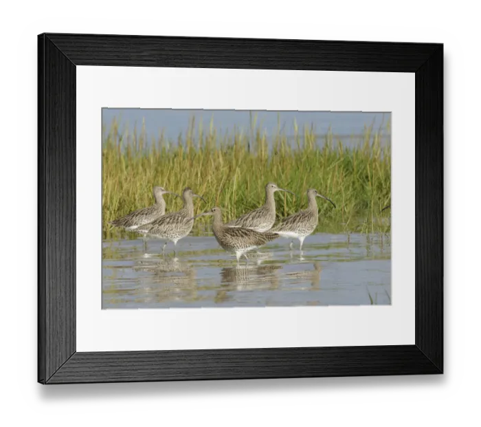 Framed Print : Whimbrels (Numenius phaeopus) at their high tide roost. Lavan Sands, Gwynedd, North Wales Framed Print : Whimbrels (Numenius phaeopus) at their high tide roost. Lavan Sands, Gwynedd, North Wales