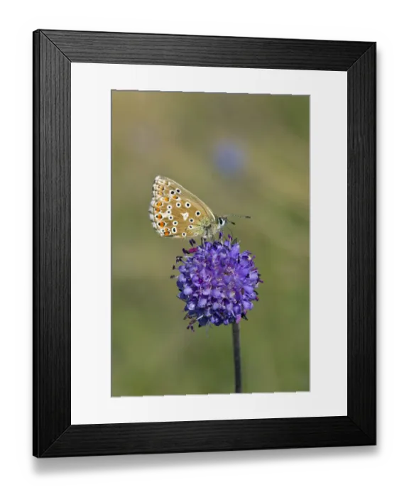 Framed Print : Adonis Blue (Polyommatus bellargus) female butterfly feeding on flower, Wiltshire, UK, September Framed Print : Adonis Blue (Polyommatus bellargus) female butterfly feeding on flower, Wiltshire, UK, September
