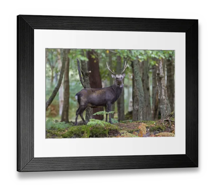Framed Print : Sika Deer (Cervus nippon) stag in woodland, Arne RSPB Reserve, Dorset, UK, September Framed Print : Sika Deer (Cervus nippon) stag in woodland, Arne RSPB Reserve, Dorset, UK, September