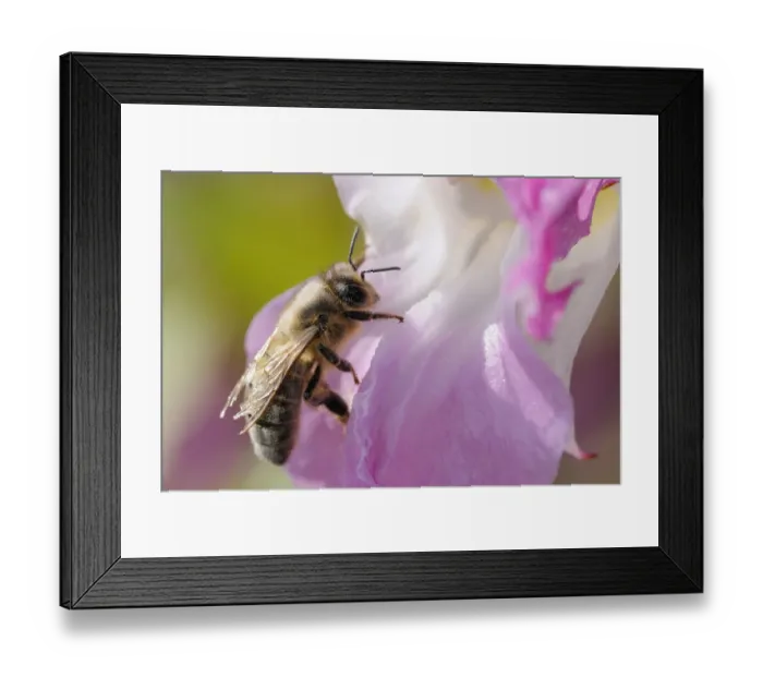 Framed Print : Honey bee (Apis mellifera) with very tatty, worn wings and dusted with pollen, visiting Framed Print : Honey bee (Apis mellifera) with very tatty, worn wings and dusted with pollen, visiting