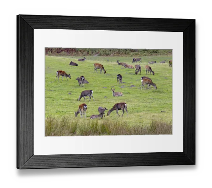 Framed Print : Sika Deer (Cervus nippon) hinds and calves feeding on Arne RSPB Reserve, Dorset, UK, September Framed Print : Sika Deer (Cervus nippon) hinds and calves feeding on Arne RSPB Reserve, Dorset, UK, September