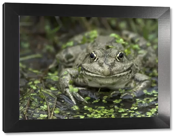 Portrait of an adult Marsh Frog (Rana ridibunda). Captive. Surrey, UK, September
