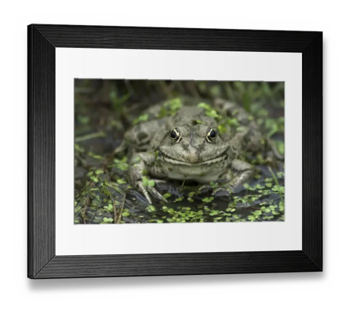 Framed Print : Portrait of an adult Marsh Frog (Rana ridibunda). Captive. Surrey, UK, September Framed Print : Portrait of an adult Marsh Frog (Rana ridibunda). Captive. Surrey, UK, September