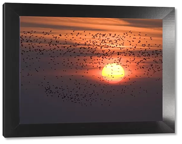 Silhouette of waders flying to roost at sunset, Snettisham RSPB reserve, The Wash