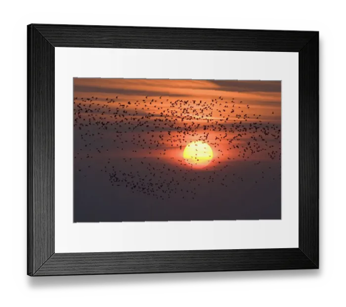 Framed Print : Silhouette of waders flying to roost at sunset, Snettisham RSPB reserve, The Wash Framed Print : Silhouette of waders flying to roost at sunset, Snettisham RSPB reserve, The Wash