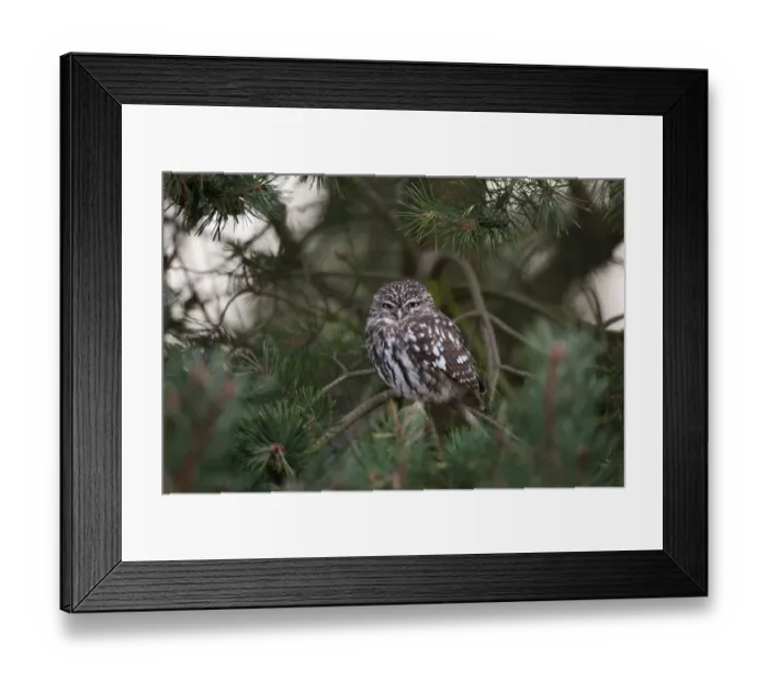 Framed Print : Little owl (Athene noctua) juvenile perched in pine tree, Norfolk, UK, September Framed Print : Little owl (Athene noctua) juvenile perched in pine tree, Norfolk, UK, September