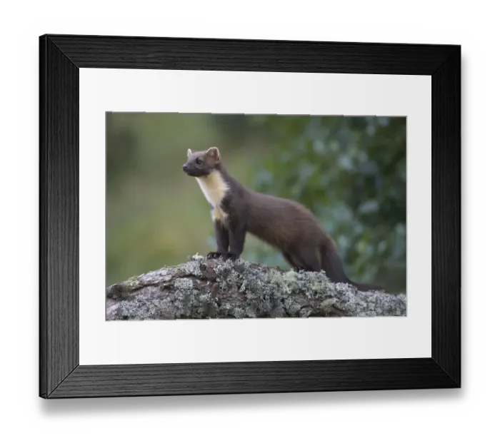 Framed Print : Pine Marten (Martes martes) standing alert on a trunk. Cairngorms National Park, Scotland Framed Print : Pine Marten (Martes martes) standing alert on a trunk. Cairngorms National Park, Scotland