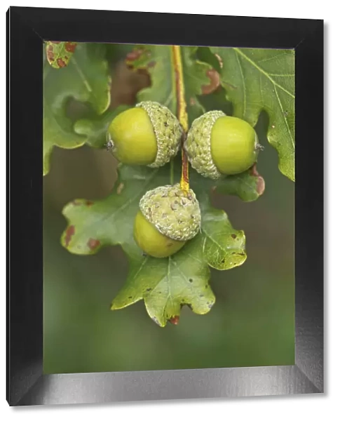 Pedunculate  /  English Oak (Quercus robur or pedunculata) acorns. UK, September