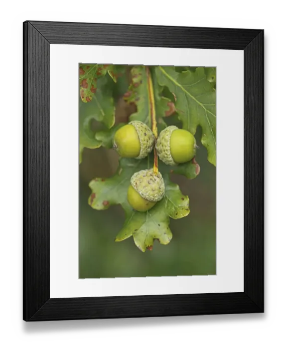 Framed Print : Pedunculate  /  English Oak (Quercus robur or pedunculata) acorns. UK, September