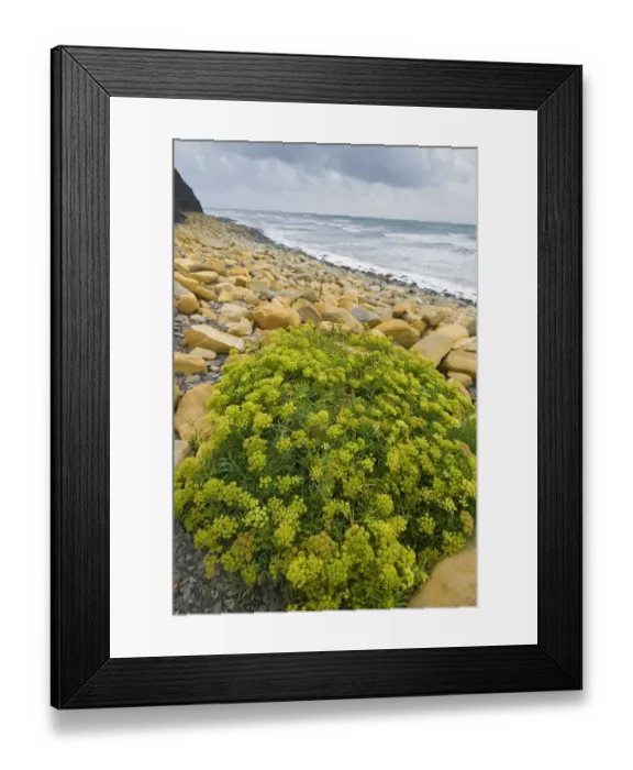 Framed Print : Rock samphire (Crithmum maritimum) growing on rocky beach, Kimmeridge Bay, Dorset Framed Print : Rock samphire (Crithmum maritimum) growing on rocky beach, Kimmeridge Bay, Dorset