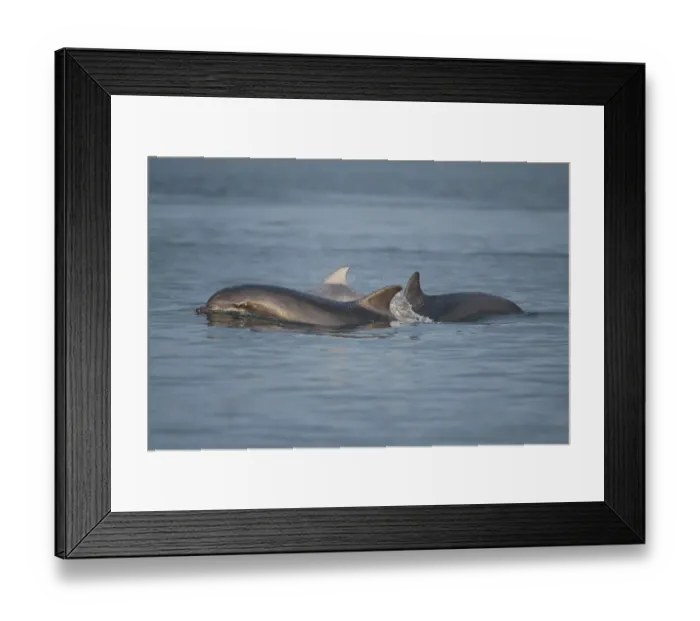 Framed Print : Bottlenose dolphin (Tursiops truncatus) group surfacing in evening light, Moray Firth Framed Print : Bottlenose dolphin (Tursiops truncatus) group surfacing in evening light, Moray Firth