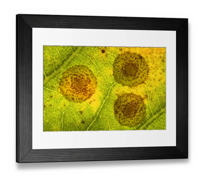 Framed Print : Common spangle galls of the Gall wasp (Neuroterus quercusbaccarum) on underside of oak leaf Framed Print : Common spangle galls of the Gall wasp (Neuroterus quercusbaccarum) on underside of oak leaf