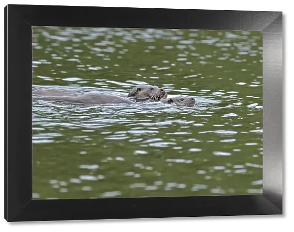 European otter (Lutra lutra) mother and cub swimming, Wales, UK, September