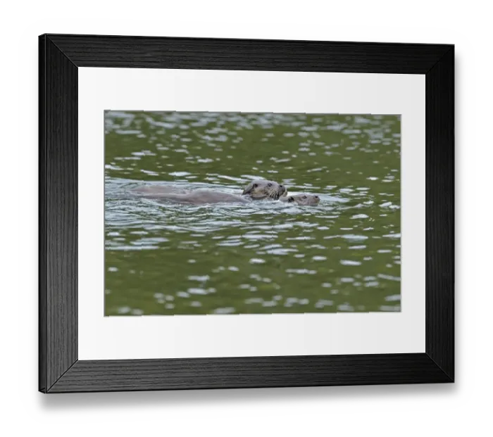 Framed Print : European otter (Lutra lutra) mother and cub swimming, Wales, UK, September Framed Print : European otter (Lutra lutra) mother and cub swimming, Wales, UK, September