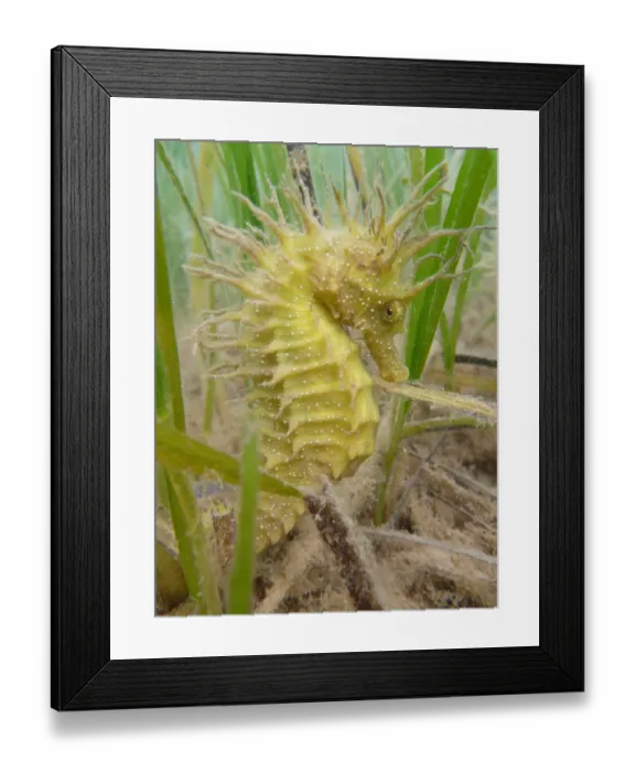 Framed Print : Spiny / Yellow Seahorse (Hippocampus guttulatus). Studland Bay, Dorset, UK, September Framed Print : Spiny / Yellow Seahorse (Hippocampus guttulatus). Studland Bay, Dorset, UK, September