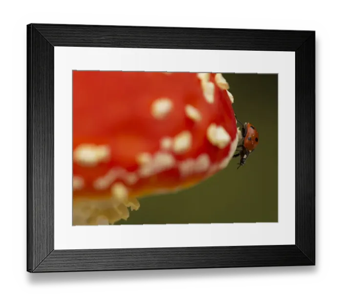 Framed Print : Seven-spot Ladybird (Coccinella septempunctata) on fly agaric (Amanita muscaria). Sheffield Framed Print : Seven-spot Ladybird (Coccinella septempunctata) on fly agaric (Amanita muscaria). Sheffield