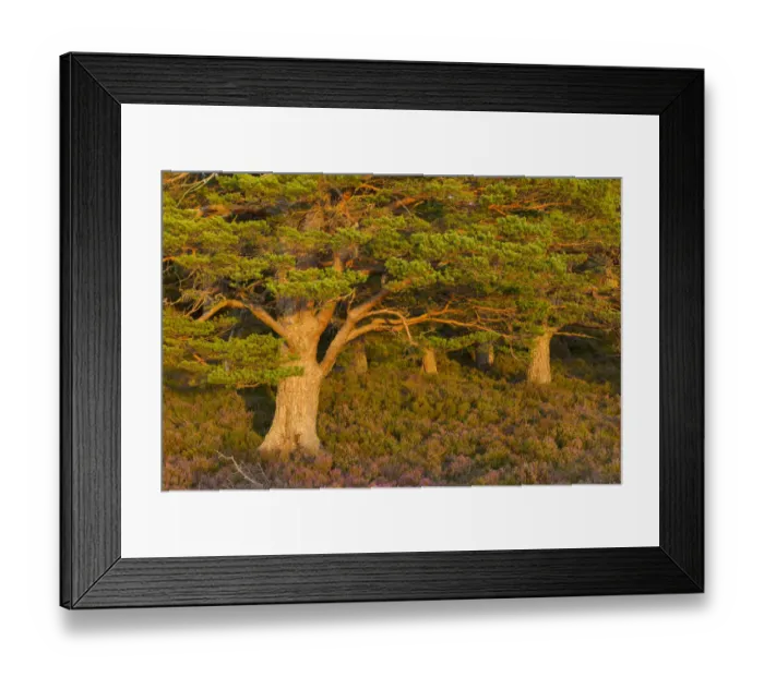 Framed Print : Scots pine (Pinus sylvestris) in late evening light with flowering heather (Ericaceae sp)