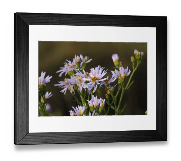 Framed Print : Sea aster (Tripolium pannonicum) in flower, Abbotts Hall Farm Nature Reserve, Essex Framed Print : Sea aster (Tripolium pannonicum) in flower, Abbotts Hall Farm Nature Reserve, Essex