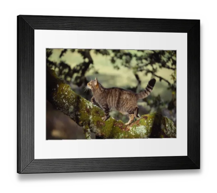 Framed Print : Semi habituated female Scottish wildcat (Felis silvestris grampia) walking along branch Framed Print : Semi habituated female Scottish wildcat (Felis silvestris grampia) walking along branch