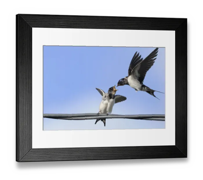 Framed Print : Barn Swallow (Hirundo rustica) feeding a fledgling on a wire. Perthshire, Scotland, September Framed Print : Barn Swallow (Hirundo rustica) feeding a fledgling on a wire. Perthshire, Scotland, September
