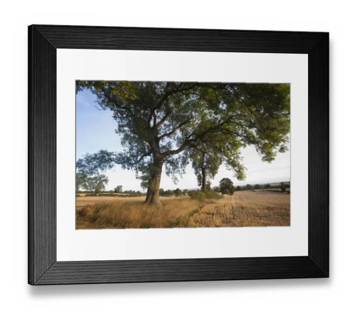 Framed Print : Stubble left in fields after harvest, Haregill Lodge Farm, Ellingstring, North Yorkshire Framed Print : Stubble left in fields after harvest, Haregill Lodge Farm, Ellingstring, North Yorkshire