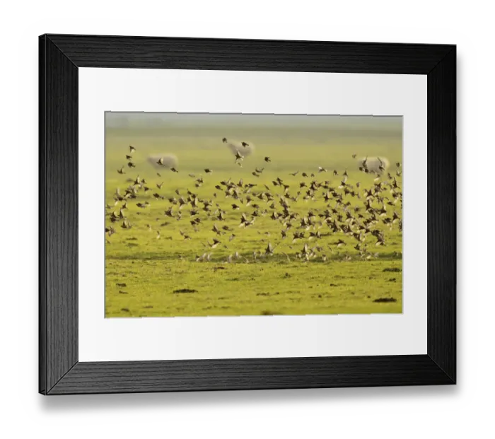 Framed Print : Flock of Linnets (Carduelis cannabina) in flight over grazing marsh, Elmley Nature Reserve Framed Print : Flock of Linnets (Carduelis cannabina) in flight over grazing marsh, Elmley Nature Reserve