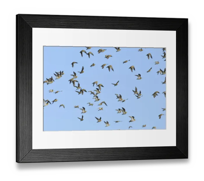 Framed Print : Flock of Golden plover (Pluvialis apricaria) in flight, Oare Marshes, Kent, England, UK, September Framed Print : Flock of Golden plover (Pluvialis apricaria) in flight, Oare Marshes, Kent, England, UK, September