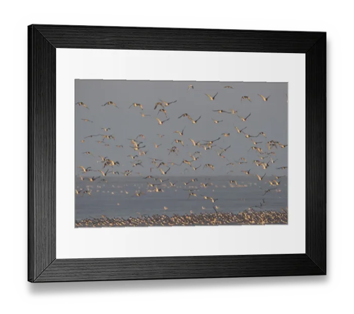 Framed Print : Flock of Oystercatchers (Haematopus ostralegus) and Knot (Calidris canuta) in flight