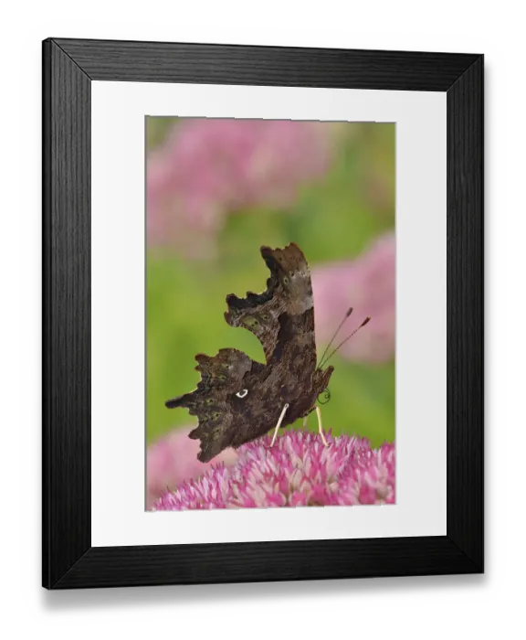 Framed Print : Comma butterfly (Polygonia c-album) feeding on flower of Ice plant (Sedum) in garden Framed Print : Comma butterfly (Polygonia c-album) feeding on flower of Ice plant (Sedum) in garden