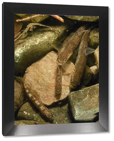 Brown trout (Salmo trutta) fry on river bed, Cumbria, England, UK, September