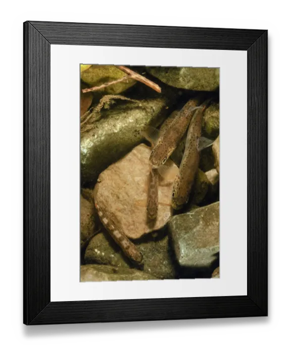 Framed Print : Brown trout (Salmo trutta) fry on river bed, Cumbria, England, UK, September Framed Print : Brown trout (Salmo trutta) fry on river bed, Cumbria, England, UK, September