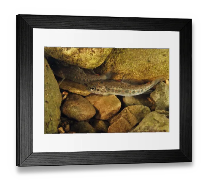 Framed Print : Brown trout (Salmo trutta) fry on river bed, Cumbria, England, UK, September Framed Print : Brown trout (Salmo trutta) fry on river bed, Cumbria, England, UK, September