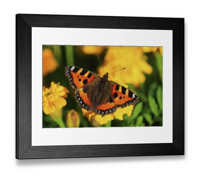 Framed Print : Small tortoiseshell butterfly (Aglais urticae) on French marigold (Tagetes patula) flowers Framed Print : Small tortoiseshell butterfly (Aglais urticae) on French marigold (Tagetes patula) flowers