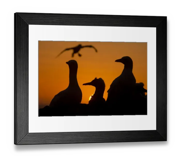 Framed Print : Gannet (Morus bassanus) adults and a youngster silhouetted against an orange red sky Framed Print : Gannet (Morus bassanus) adults and a youngster silhouetted against an orange red sky