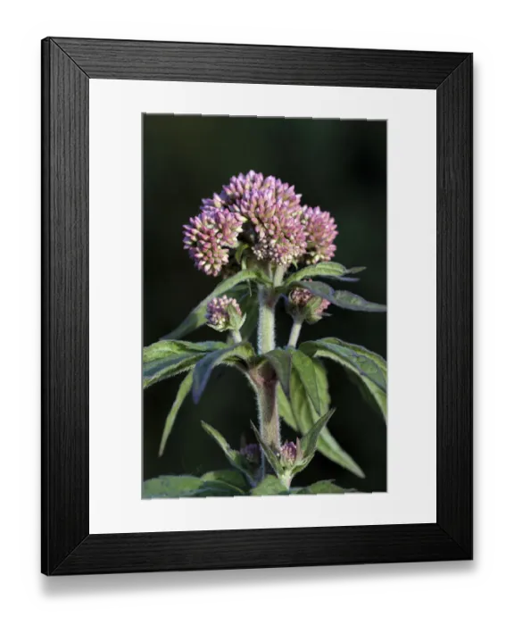 Framed Print : Hemp-agrimony (Eupatorium cannabinum) growing in field near the village of Bromeswell Framed Print : Hemp-agrimony (Eupatorium cannabinum) growing in field near the village of Bromeswell