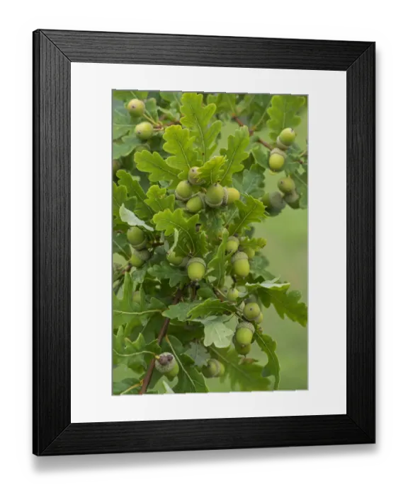 Framed Print : Common Oak (Quercius robur) acorns in late summer. Surrey, England, UK, September Framed Print : Common Oak (Quercius robur) acorns in late summer. Surrey, England, UK, September
