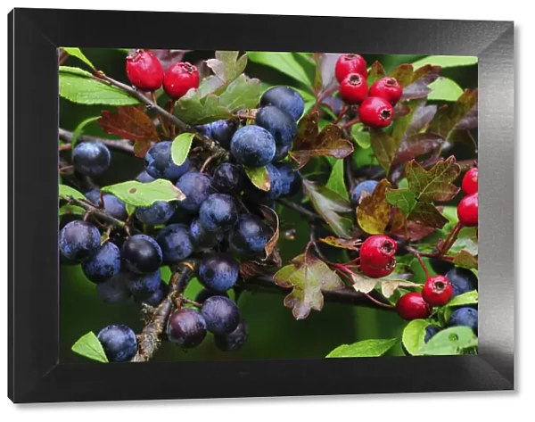 Blackthorn (Prunus spinosa) sloes and Hawthorn berries (Crataegus monogyna) ripening