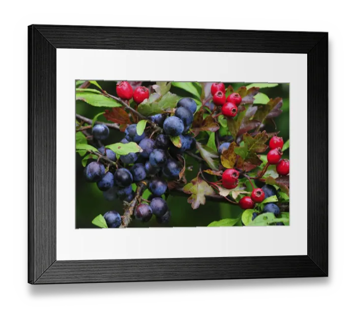 Framed Print : Blackthorn (Prunus spinosa) sloes and Hawthorn berries (Crataegus monogyna) ripening Framed Print : Blackthorn (Prunus spinosa) sloes and Hawthorn berries (Crataegus monogyna) ripening